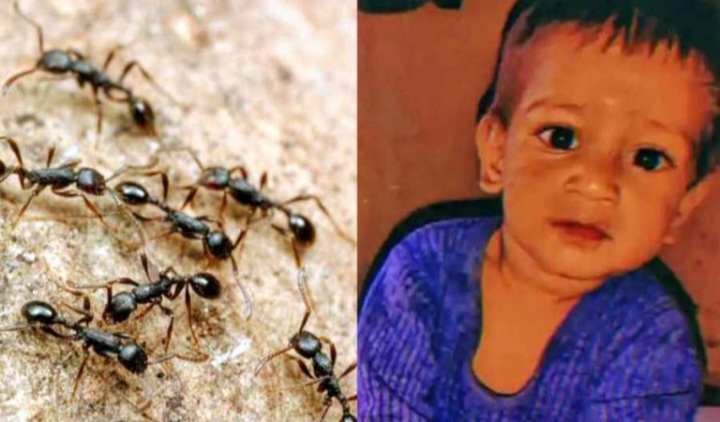 उत्तराखण्ड के पहाड़ में दुखद घटना, जहरीली चींटियों के काटने से 3 वर्षीय मासूम बच्चे की मौत