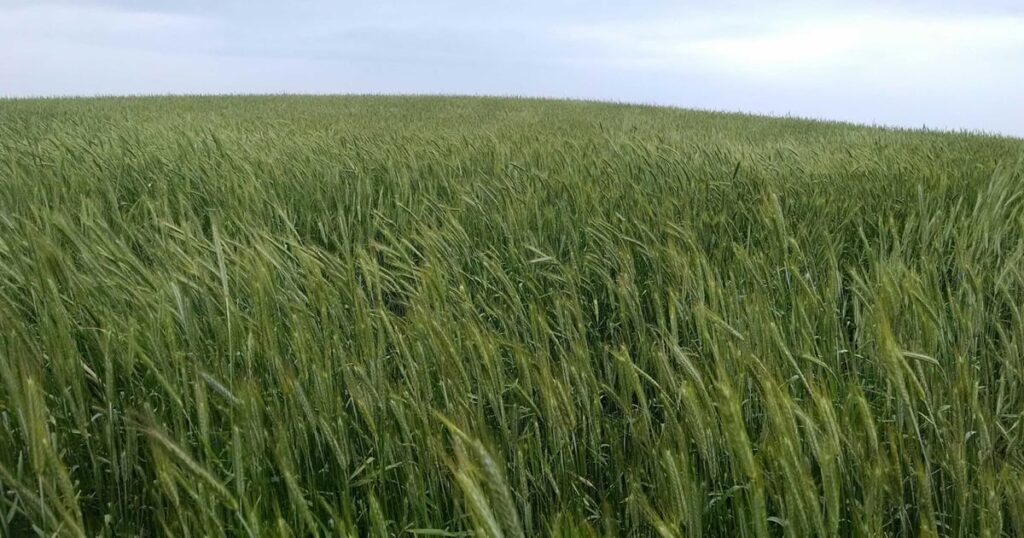 cover-crops-benefits-0319T2-1646A_0_0