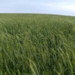 cover-crops-benefits-0319T2-1646A_0_0