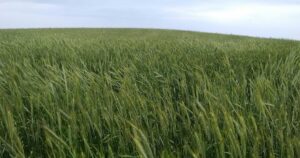 cover-crops-benefits-0319T2-1646A_0_0