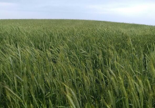 cover-crops-benefits-0319T2-1646A_0_0