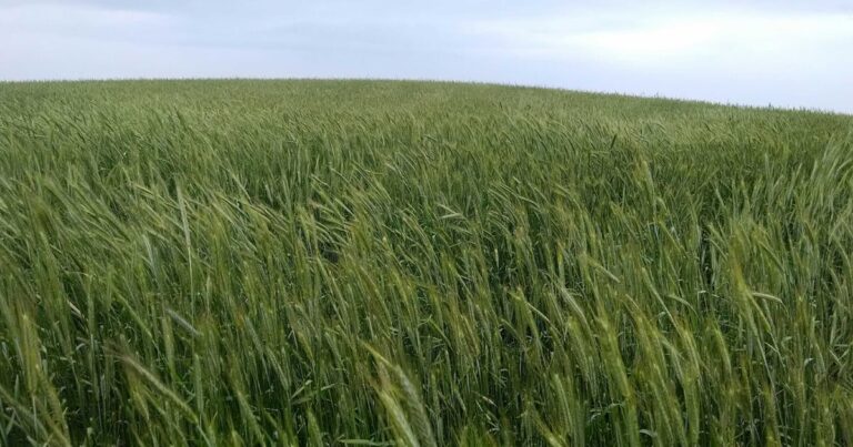 cover-crops-benefits-0319T2-1646A_0_0