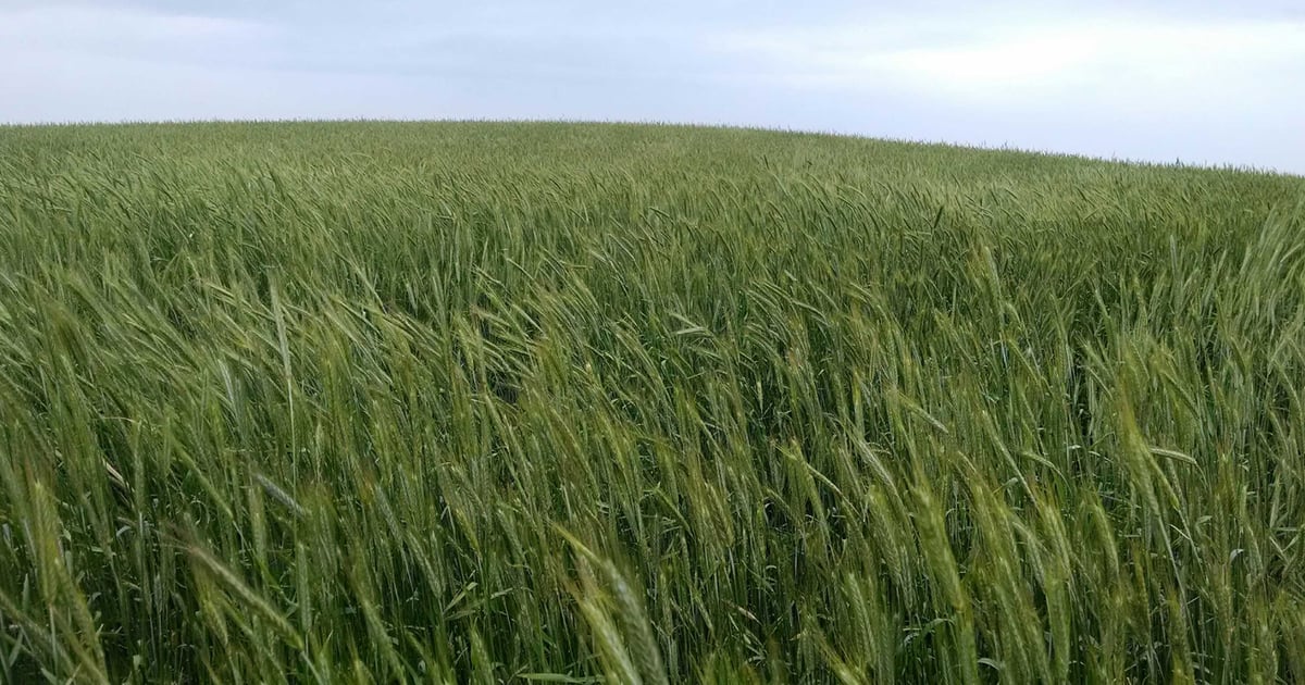 cover-crops-benefits-0319T2-1646A_0_0